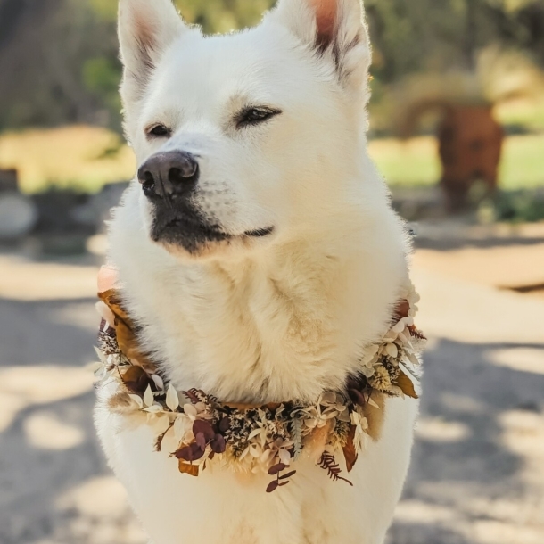 White dog wearing an autumn leaf and flower garland outdoors