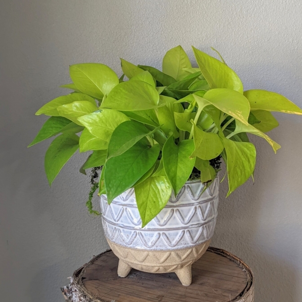 Lemon Lime Pothos houseplant with bright chartreuse-green trailing leaves in a white patterned pot