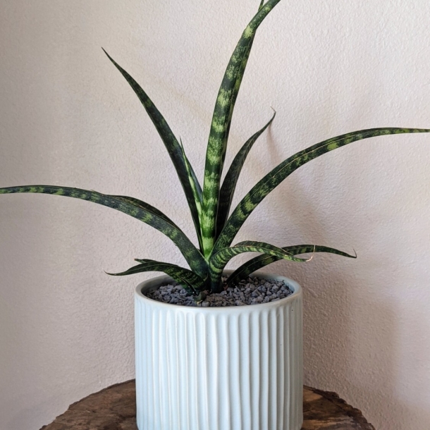 Mother-in-law’s tongue snake plant in a white ribbed ceramic pot