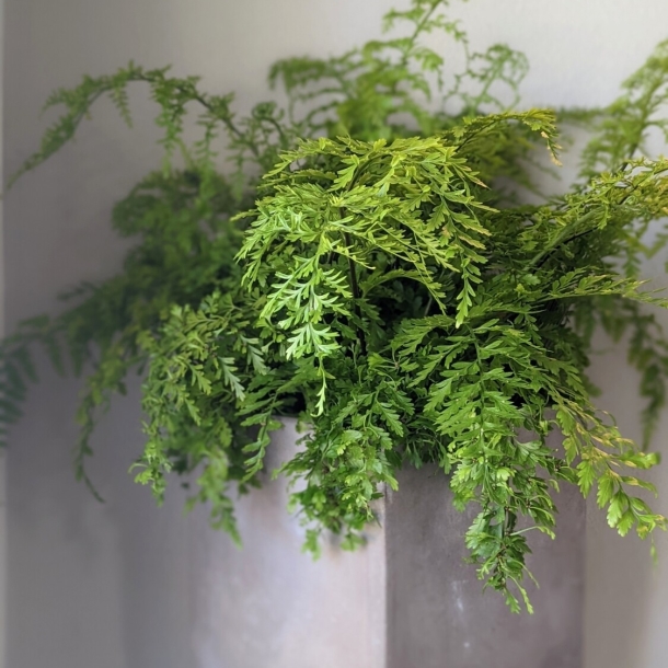 Parsley fern houseplant with lush green fronds in a gray planter