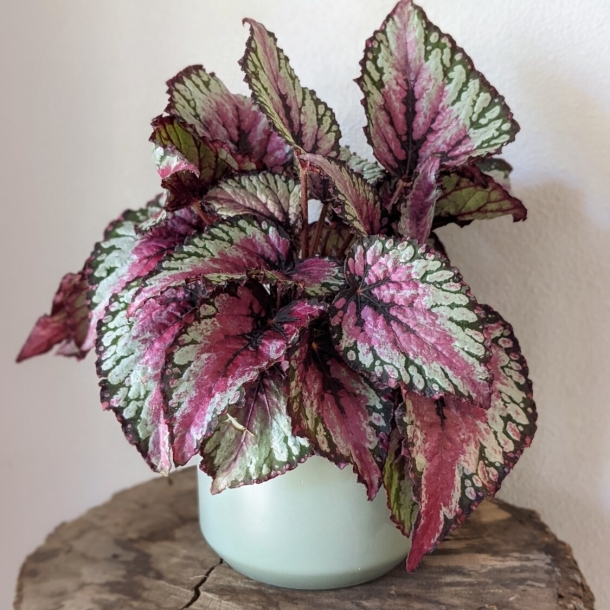 Salsa Rex Begonia plant with pink, silver and green patterned leaves in a pot