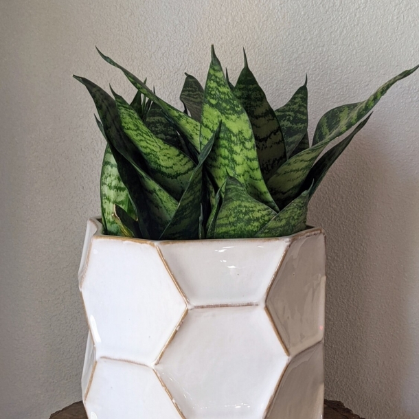Snake plant (Sansevieria) with variegated green leaves in a white geometric ceramic pot