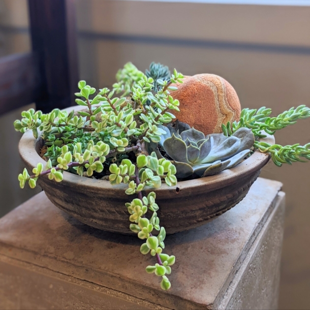 Succulent stone garden arrangement in a shallow bowl planter with mixed succulents and a stone accent