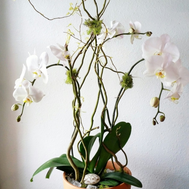 Wonder floral arrangement featuring white orchid blooms with twisting stems in a terracotta pot