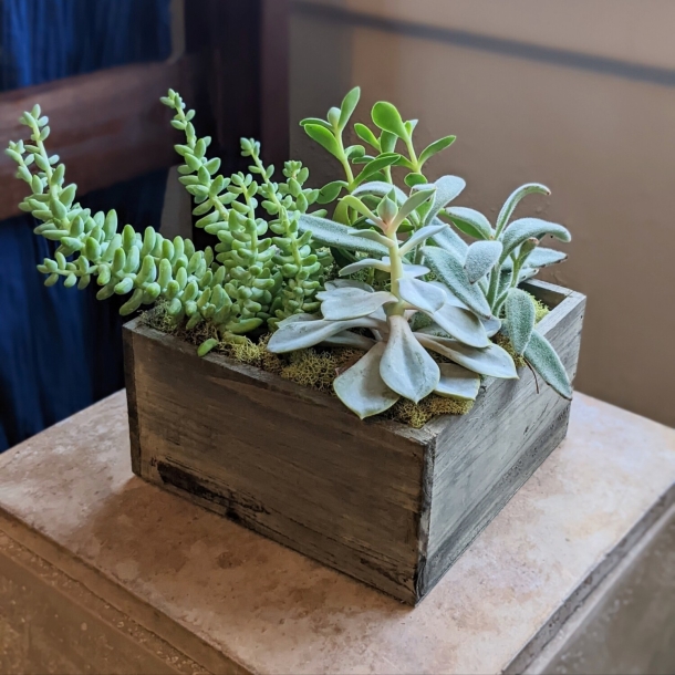 Wooden succulent garden arrangement in a rustic wooden box planter with mixed succulents and moss